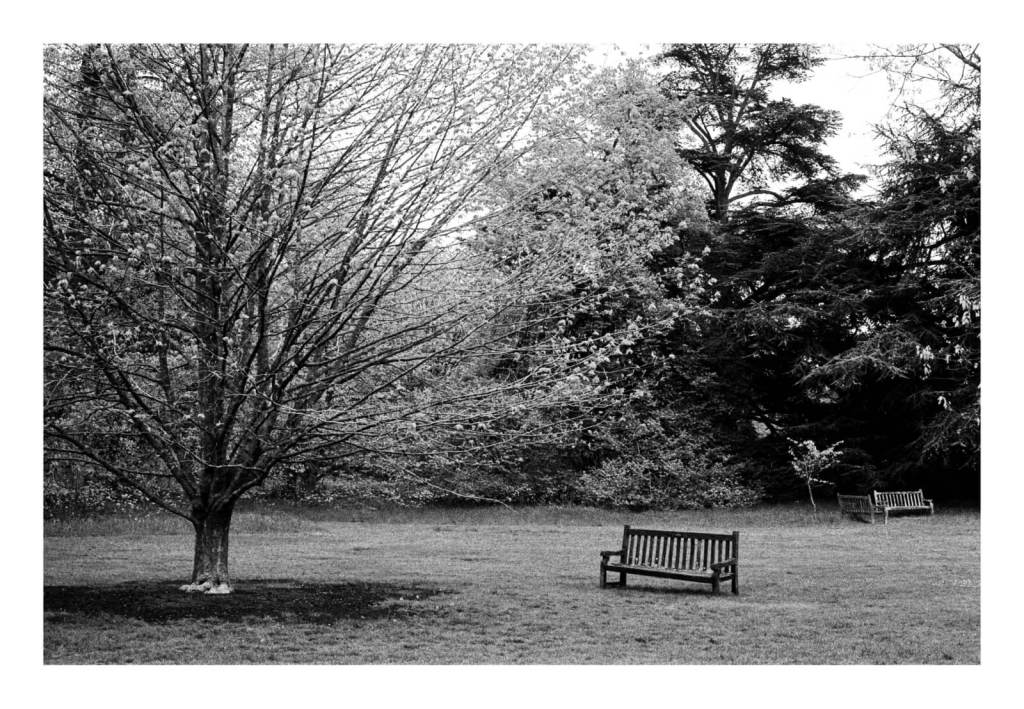 Black and white film photograph of a wooden bench next to a tree in a park.