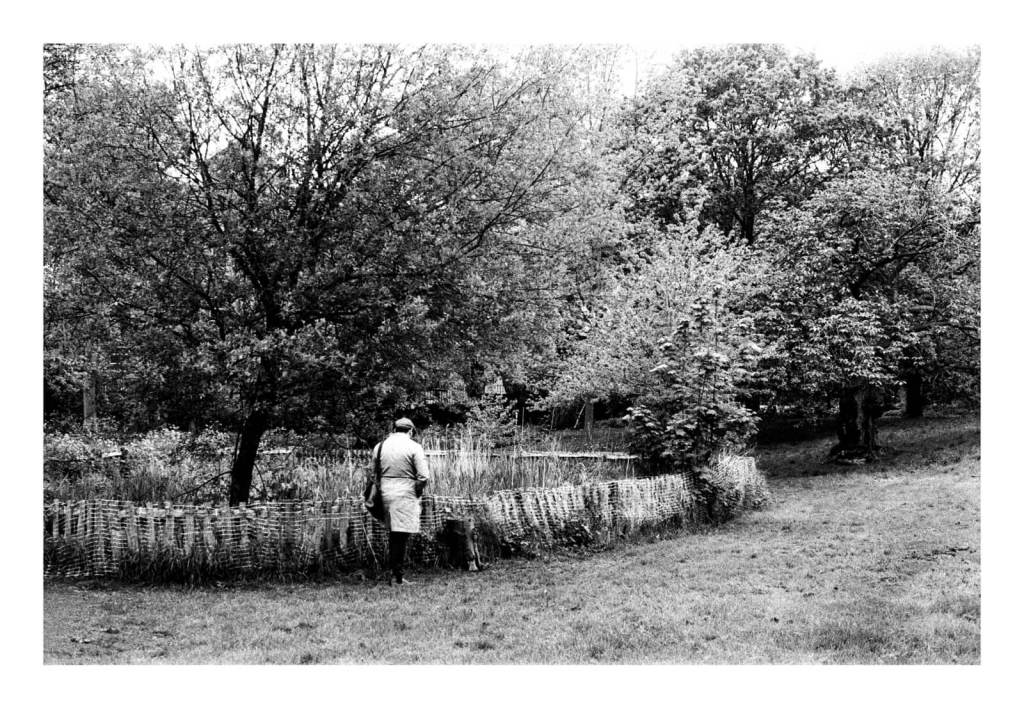 Black and white film photograph of a person wearing a coat walking in a park next to an fenced area with trees and vegetation.